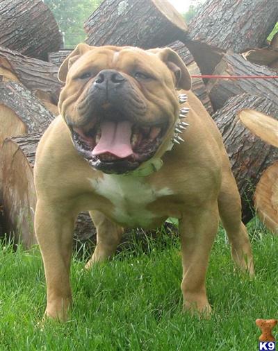 Stud Dogs - Old English Bulldog